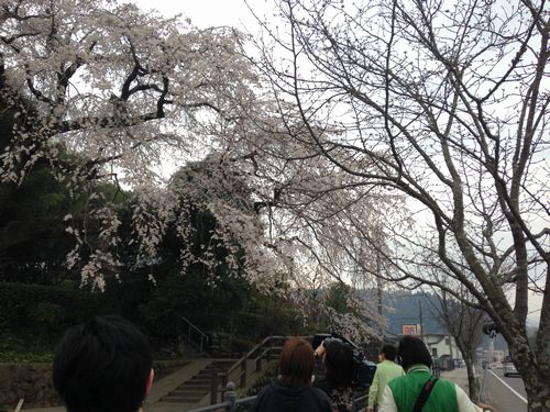 大原大しだれ桜2014.3.25