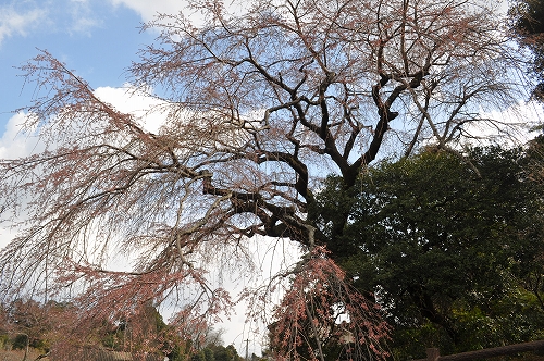 大原大しだれ桜2015.3.24