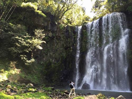 ダイナミックな桜滝をお届けしようと、カメラを構えるも、滝の勢いに吹き飛ばされそうに。