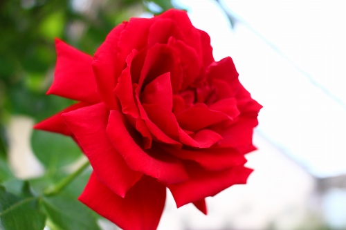 ローズヒルあまがせでは毎年こんなにきれいなバラが咲きます♪