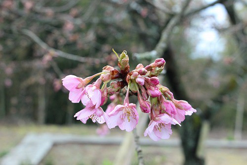 河津桜、一分咲き
