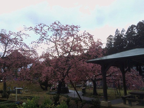 河津桜と梅がどちらも咲き、贅沢な光景。
