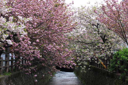 まだまだ見応えある桜風景！
