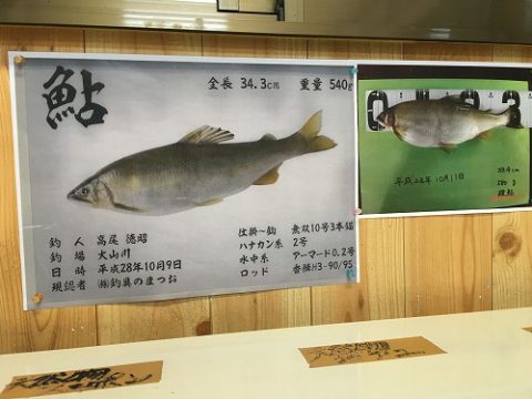 こちらが日本記録の鮎魚拓