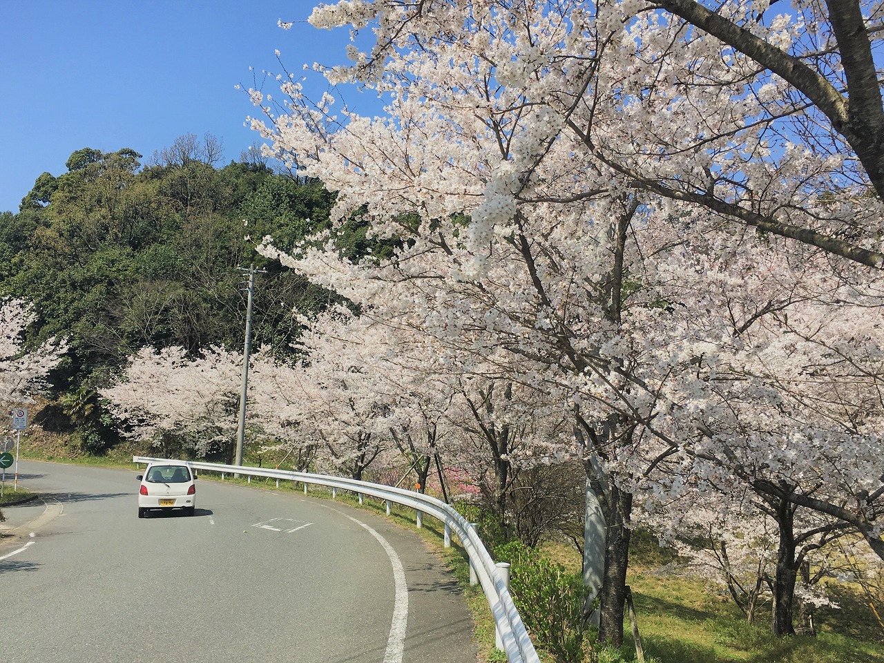 桜ドライブ。 | 水が磨く郷 - 日田市観光協会ホームページ