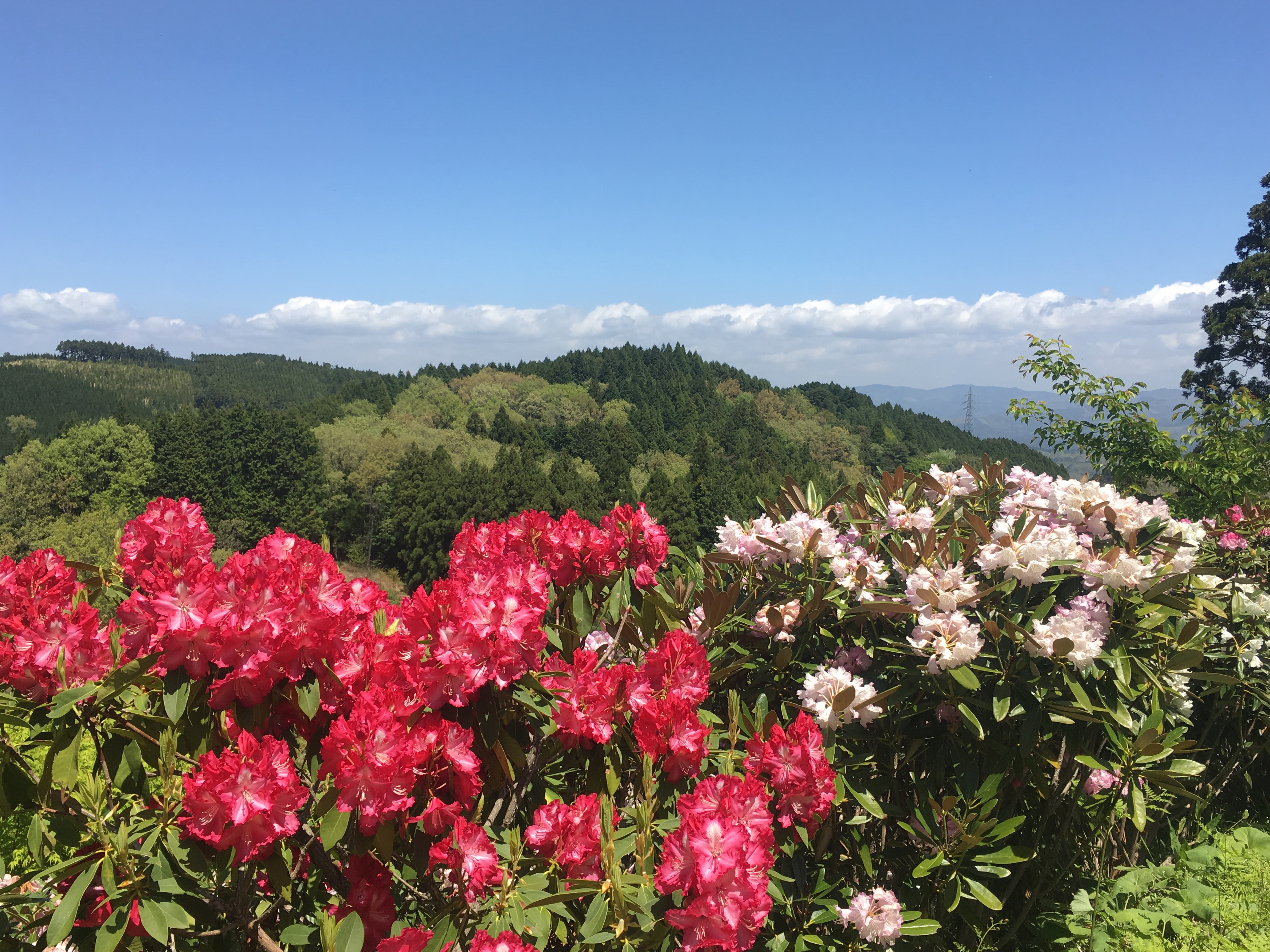 大山しゃくなげ園 | 水が磨く郷 - 日田市観光協会ホームページ