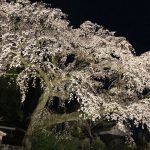 3月19日から大原大しだれ桜ライトアップ開始します！