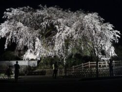『大原大しだれ桜』のライトアップ