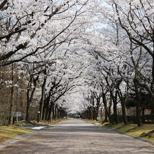 いいちこ日田蒸留所「春の蔵開き 2023」