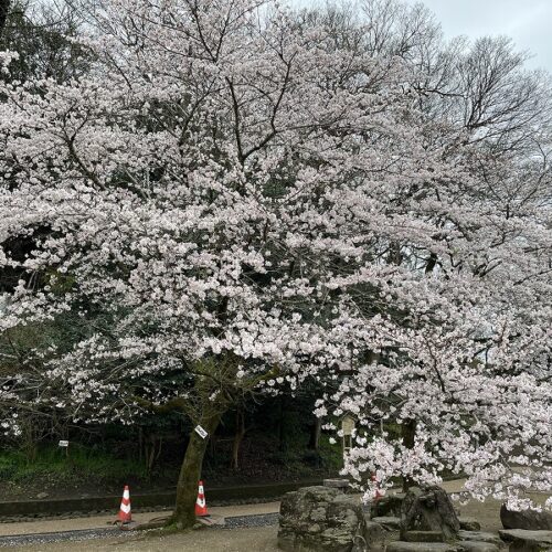 3/24亀山公園の桜の様子