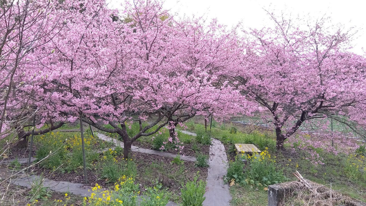 田河 勇造　風景 奥日光　匀河 河津桜が見頃です | 水が磨く郷 - 日田市観光協会ホームページ