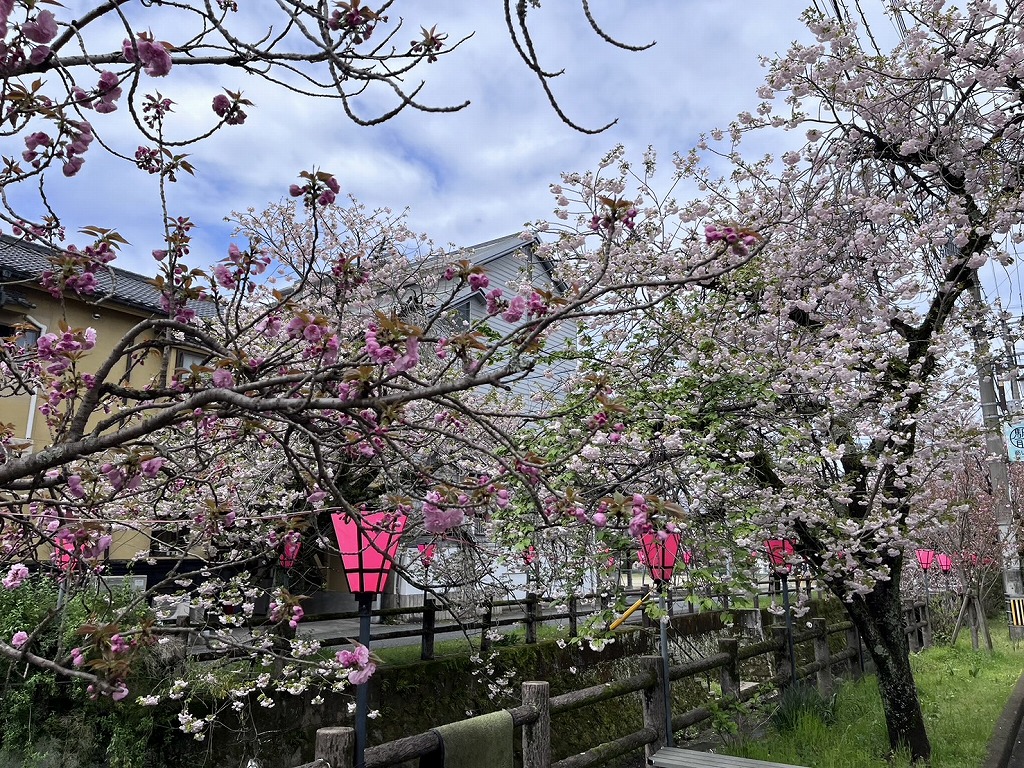 4/7駅前中野川桜まつり開催 | 水が磨く郷 - 日田市観光協会ホームページ
