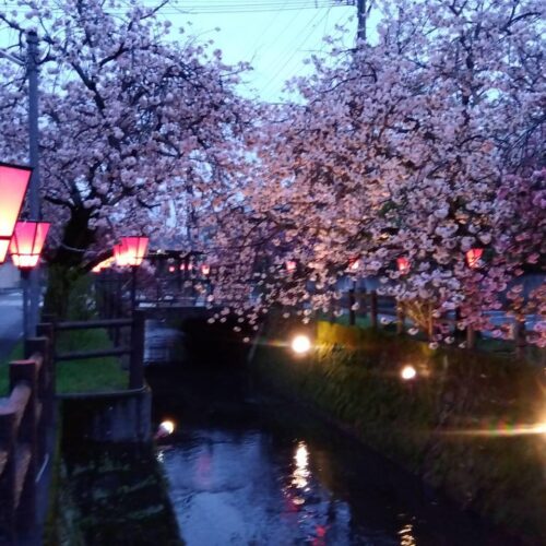 JR日田駅そば「中野川八重桜のライトアップ」