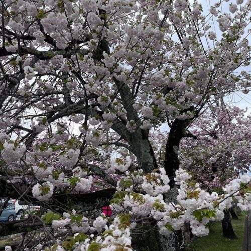 八重桜が満開です♪日田市JR日田駅そば