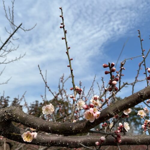 令和７年３月１０日「日田おおやま梅まつり」開花状況