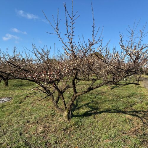 日田おおやま梅まつり　梅の開花は…？