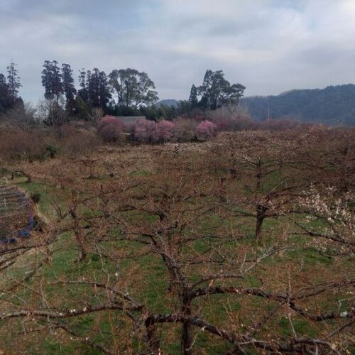 おおくぼ台梅園　開花状況（2/19）