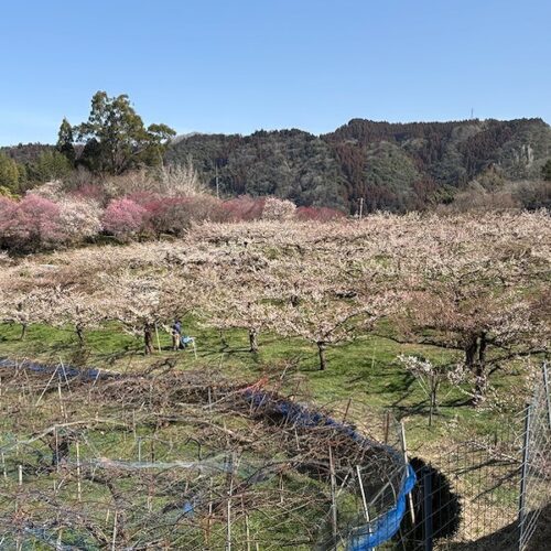 日田おおやま梅まつり（おおくぼ台梅園）2/23開花状況