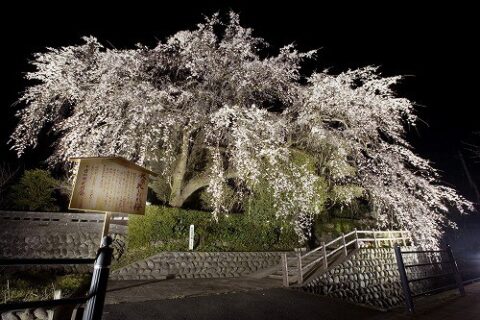 地元人おススメの桜スポット情報！
